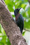 Guadeloupe Woodpecker